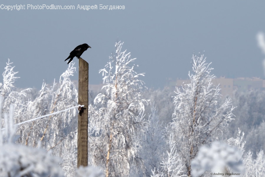 Bird, Animal, Nature, Outdoors, Ice