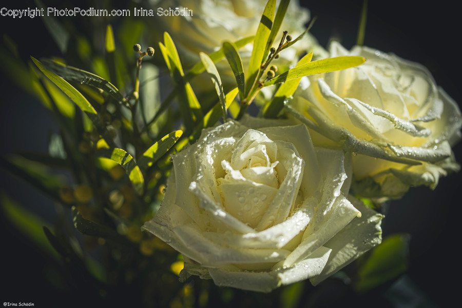 Rose, Plant, Flower, Blossom, Petal