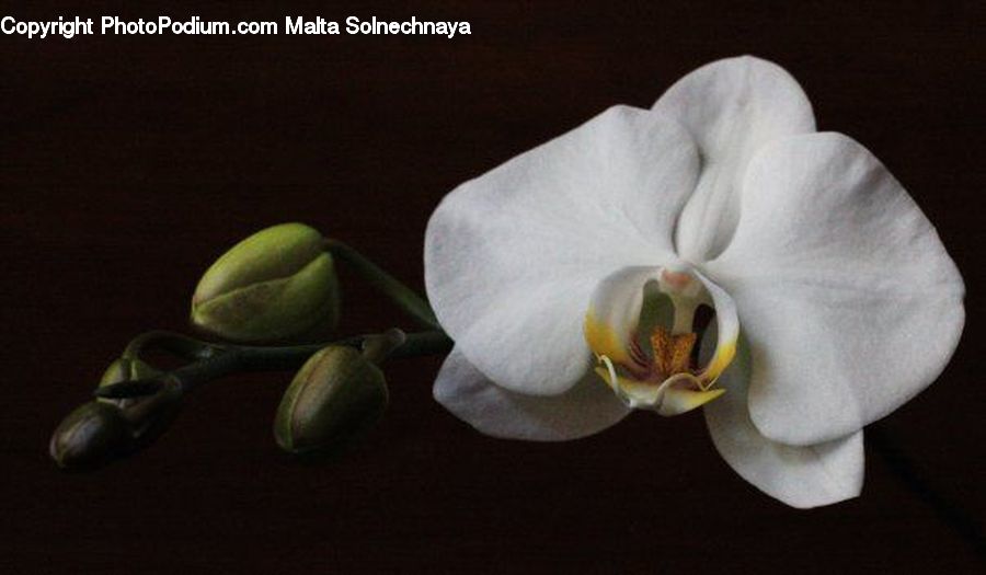 Blossom, Flora, Flower, Orchid, Plant, Petal, Acanthaceae