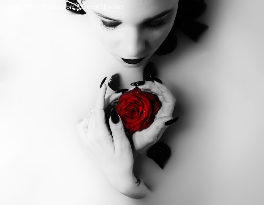 Rose, Plant, Flower, Blossom, Person