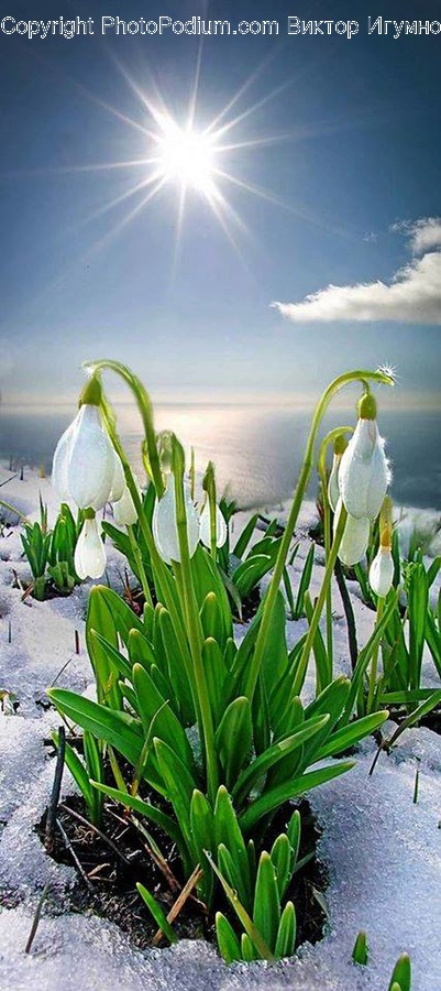 Plant, Amaryllidaceae, Flower, Blossom, Petal