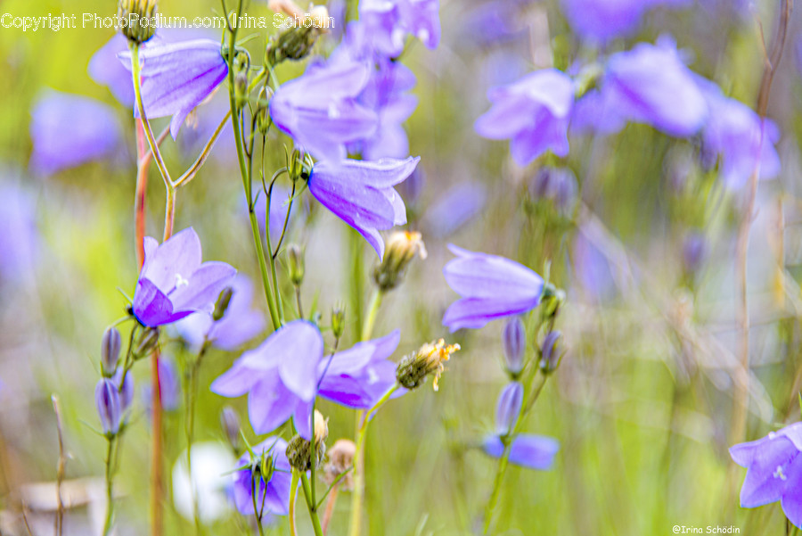 Plant, Iris, Flower, Blossom, Geranium