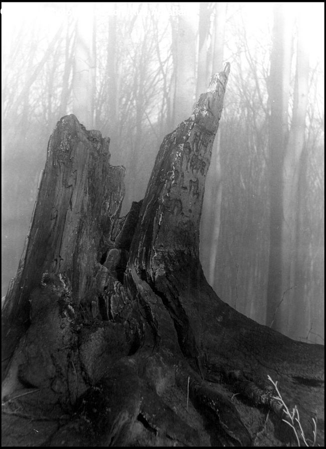 Tree Stump, Fir, Redwood, Tree, Wood, Forest, Vegetation