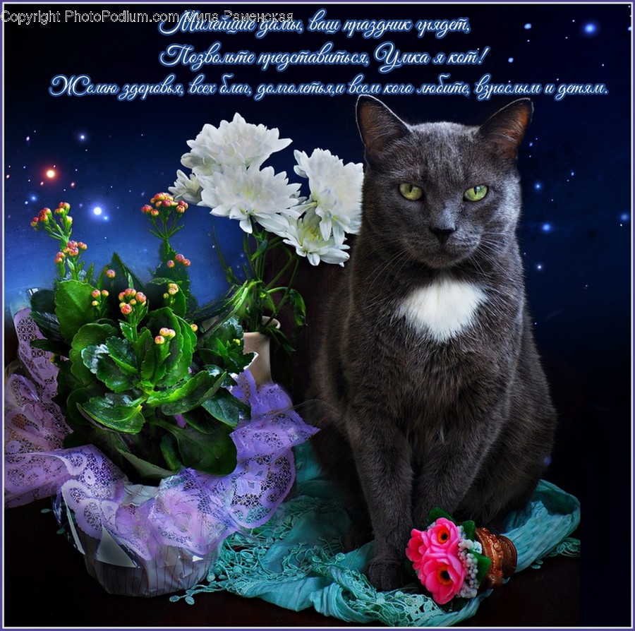 Plant, Cat, Animal, Pet, Mammal