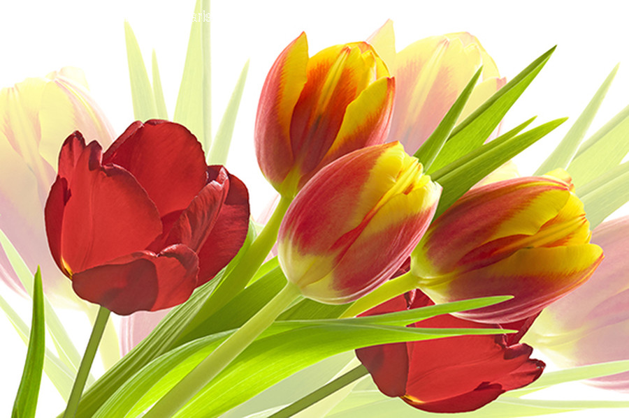 Plant, Flower, Blossom, Tulip, Rose