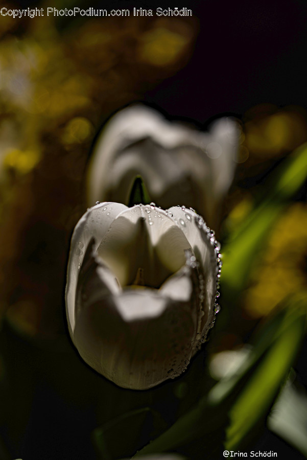 Plant, Flower, Blossom, Pond Lily, Lily