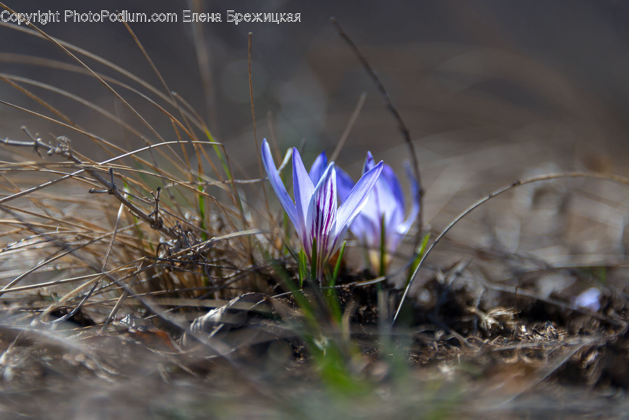 Plant, Flower, Blossom, Moss, Ground