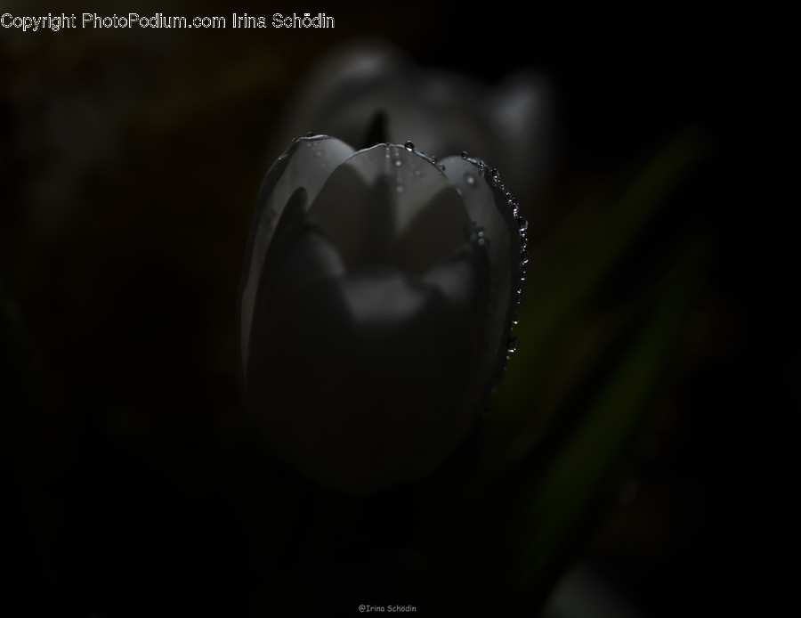 Plant, Flower, Blossom, Ring, Accessories