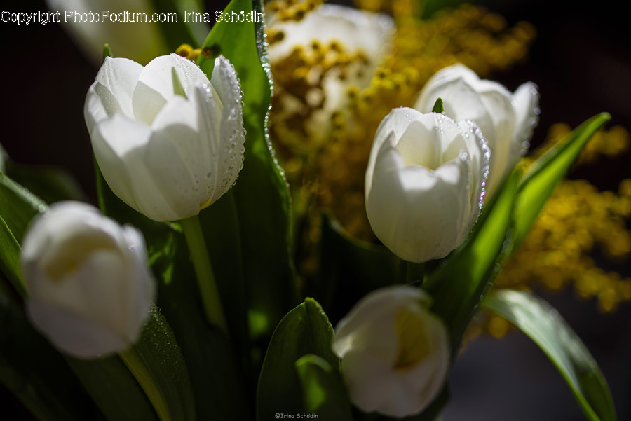 Plant, Flower, Blossom, Flower Bouquet, Flower Arrangement