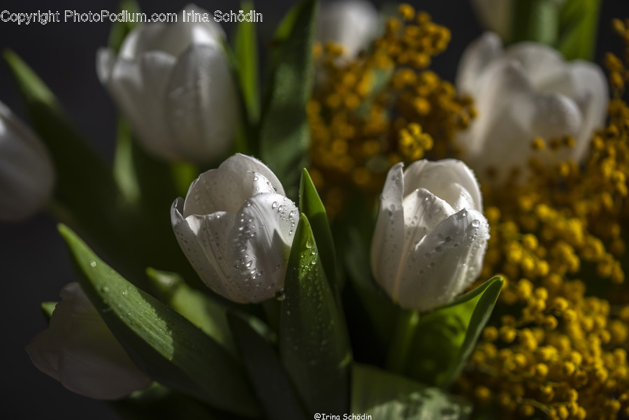 Plant, Flower, Blossom, Petal, Pollen
