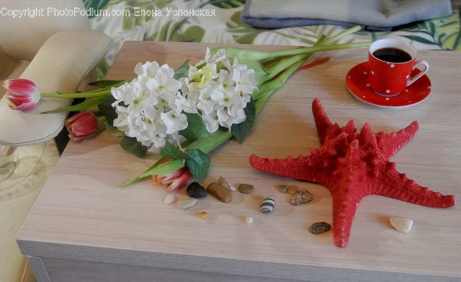 Plant, Flower, Blossom, Sea Life, Animal