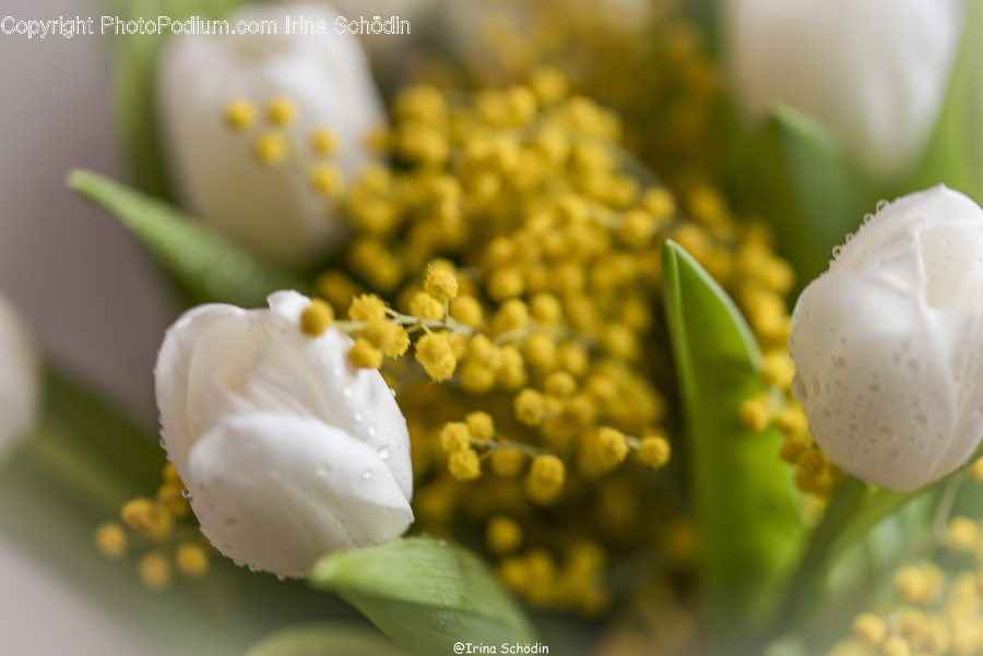Plant, Pollen, Flower, Blossom, Petal