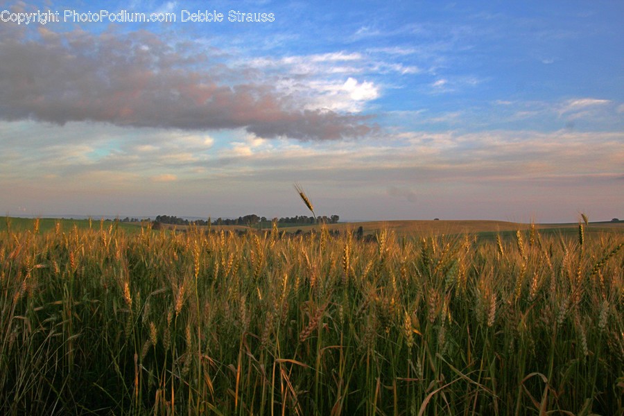 Field, Plant, Grassland, Outdoors, Grass
