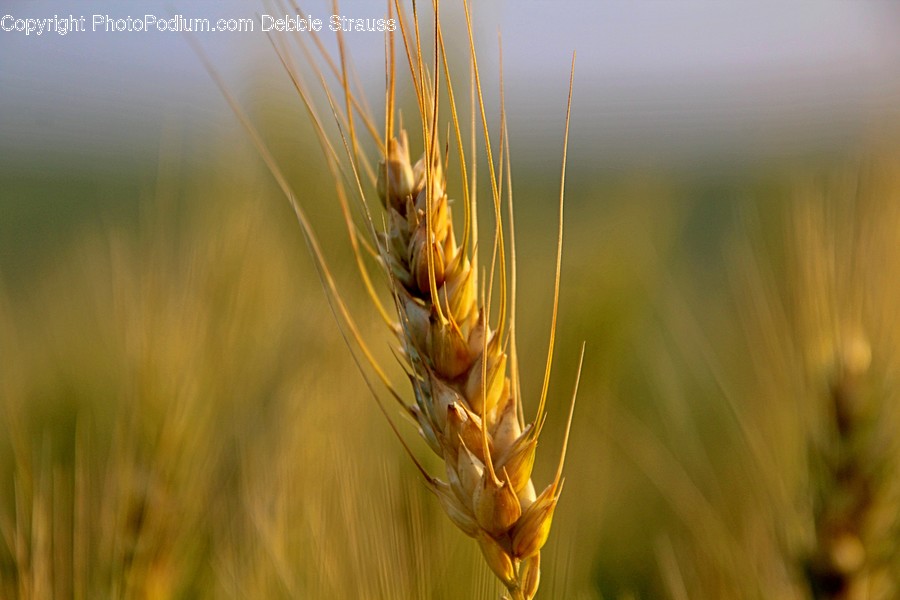 Plant, Produce, Food, Grain, Vegetable