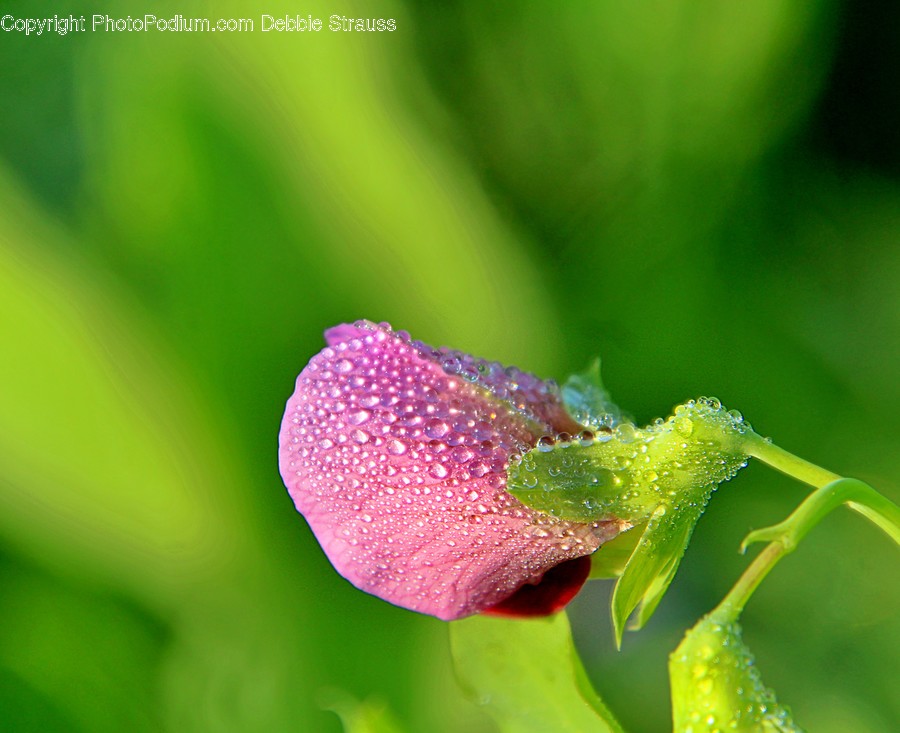 Geranium, Plant, Flower, Blossom, Leaf