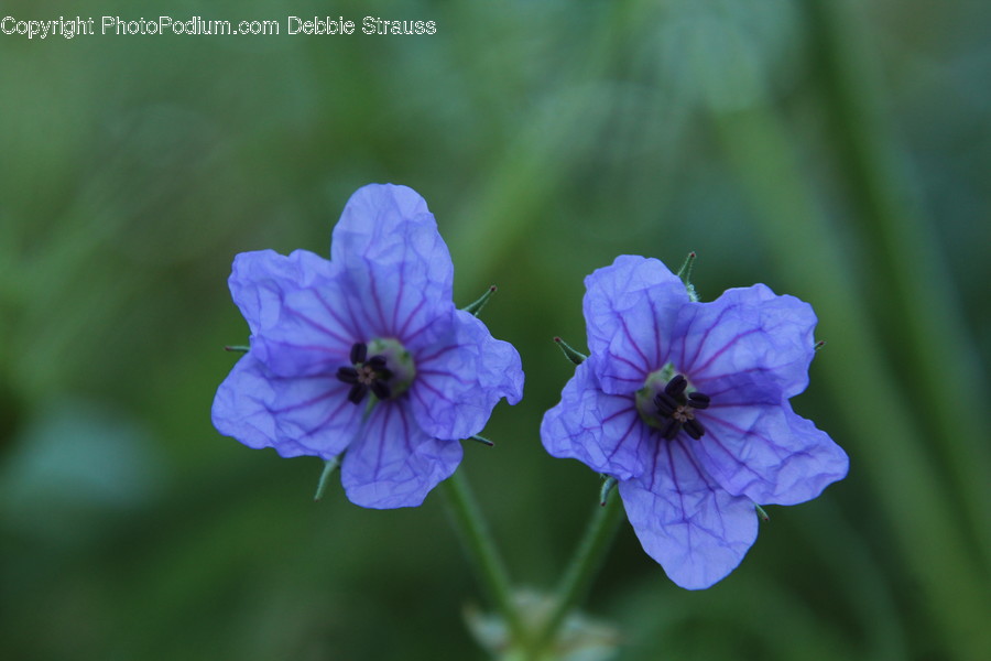Geranium, Plant, Flower, Blossom, Honey Bee