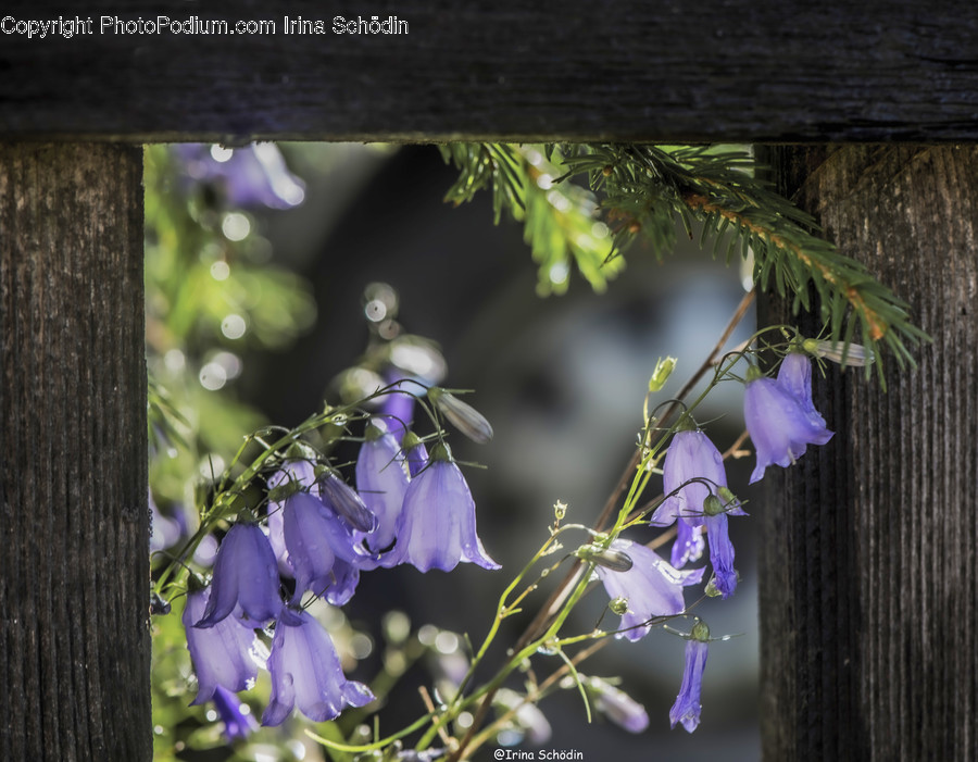 Plant, Flower, Blossom, Iris, Acanthaceae