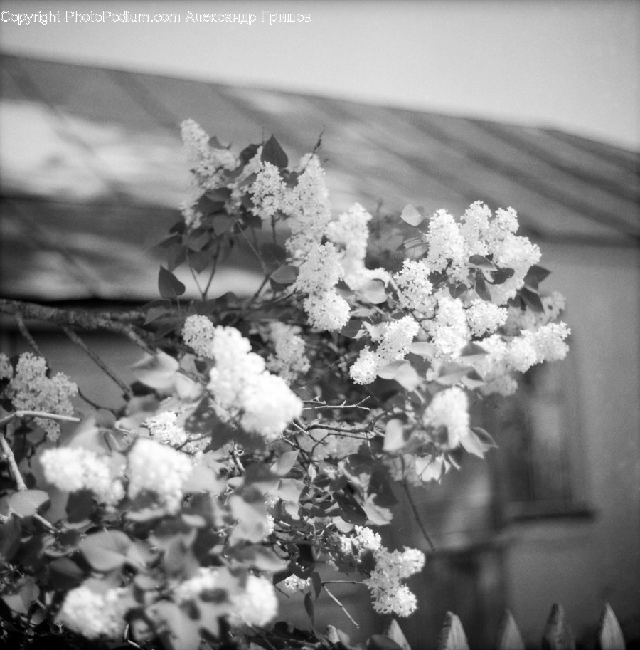 Plant, Flower, Blossom, Petal, Rose