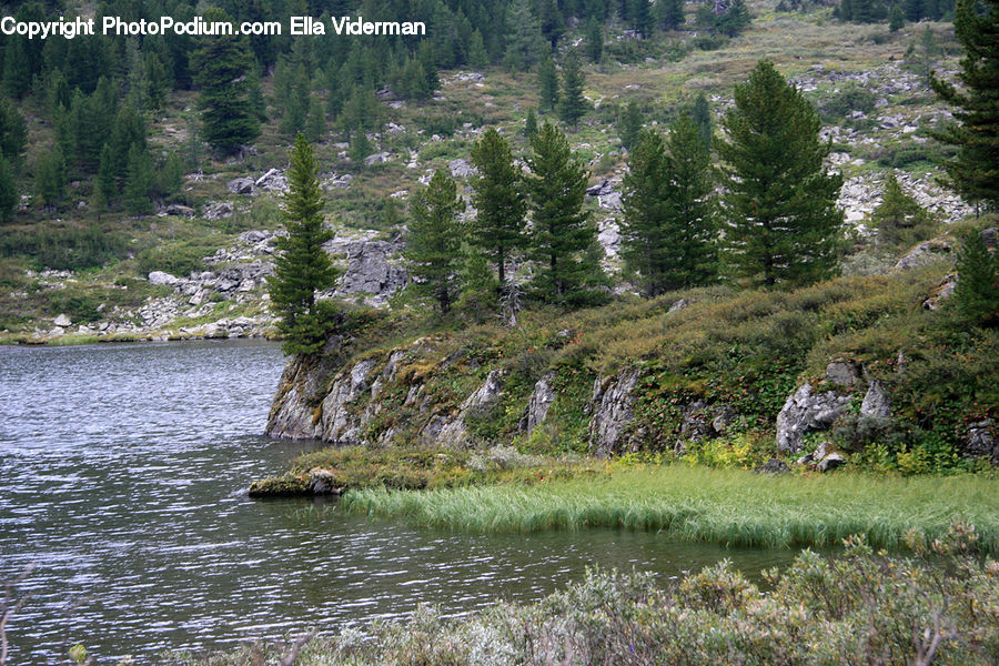 Cliff, Outdoors, Conifer, Fir, Plant, Tree, Rock