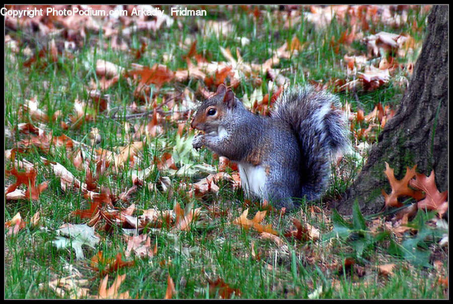 Animal, Mammal, Rodent, Squirrel, People, Person, Human
