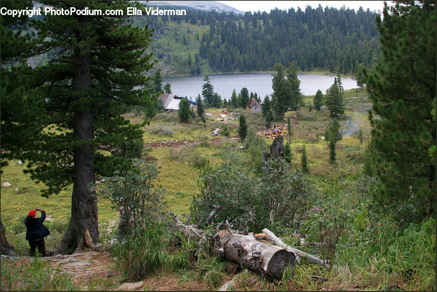Conifer, Fir, Plant, Tree, Outdoors, Wilderness, Angus