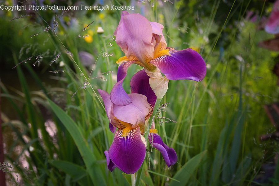 Iris, Plant, Flower, Blossom, Geranium