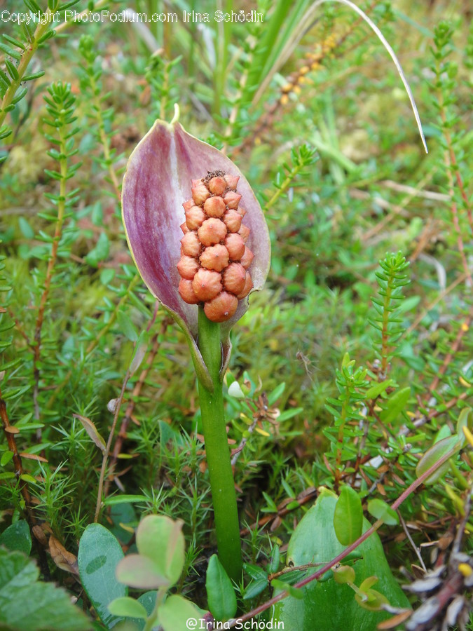 Plant, Bud, Flower, Sprout, Blossom