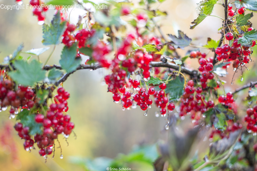 Plant, Fruit, Food, Cherry