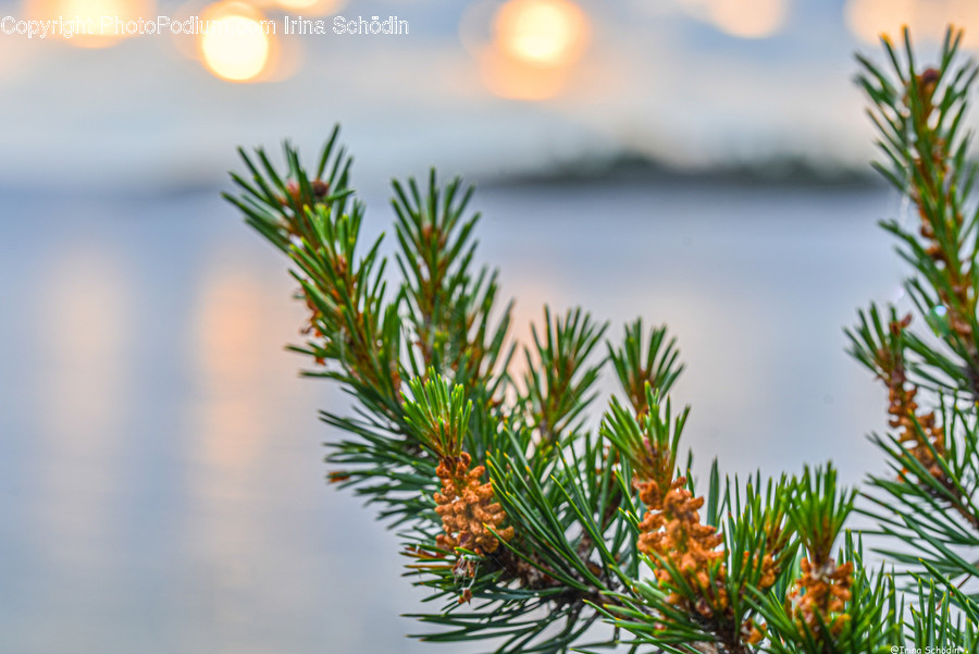 Tree, Plant, Fir, Abies, Conifer