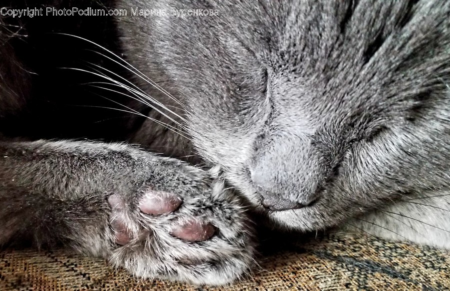 Cat, Pet, Animal, Mammal, Hook