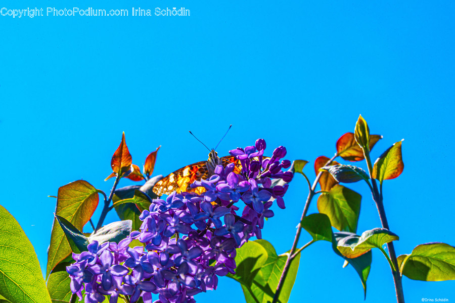 Animal, Plant, Flower, Blossom, Aquatic