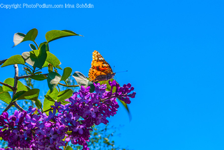 Plant, Animal, Bird, Flower, Blossom