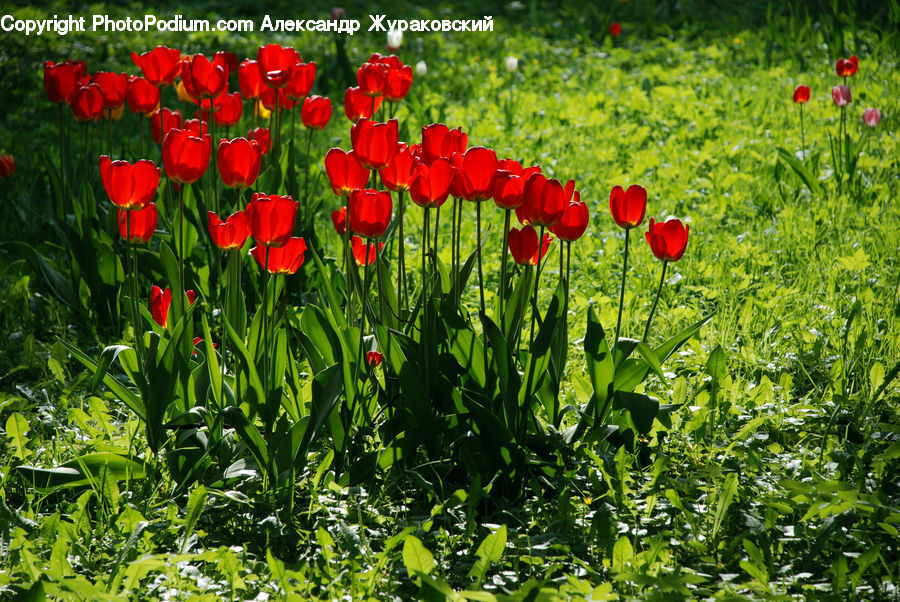Blossom, Flora, Flower, Plant, Tulip, Poppy, Vegetation