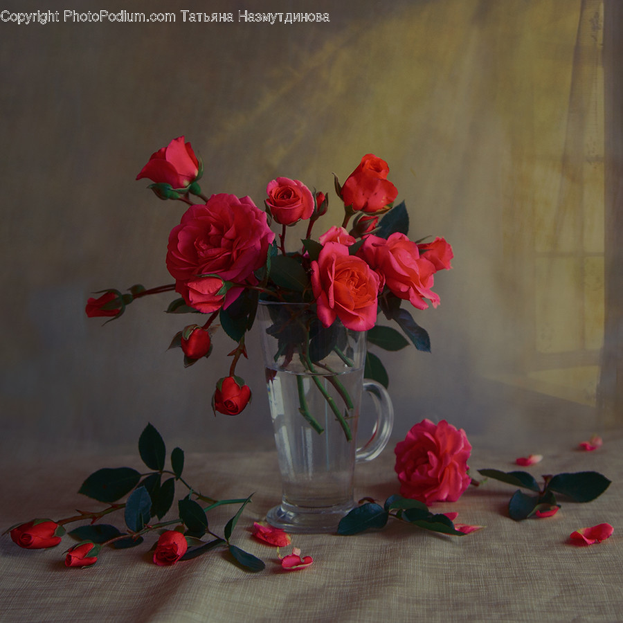 Plant, Rose, Flower, Blossom, Flower Arrangement
