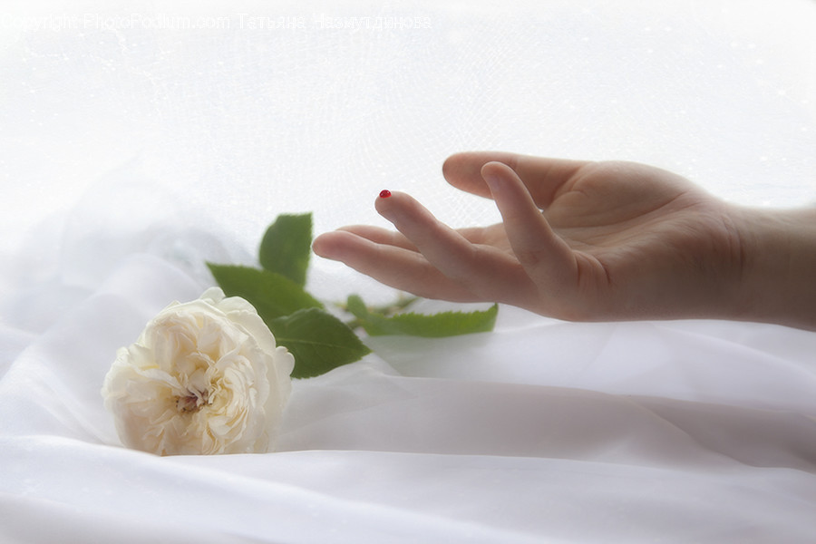 Plant, Person, Human, Rose, Flower