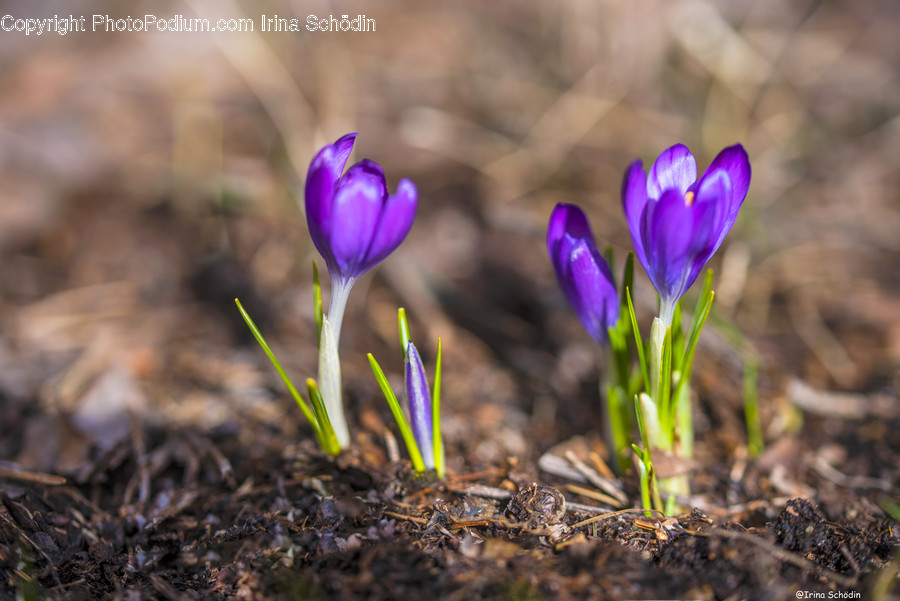 Plant, Flower, Blossom, Crocus, Petal
