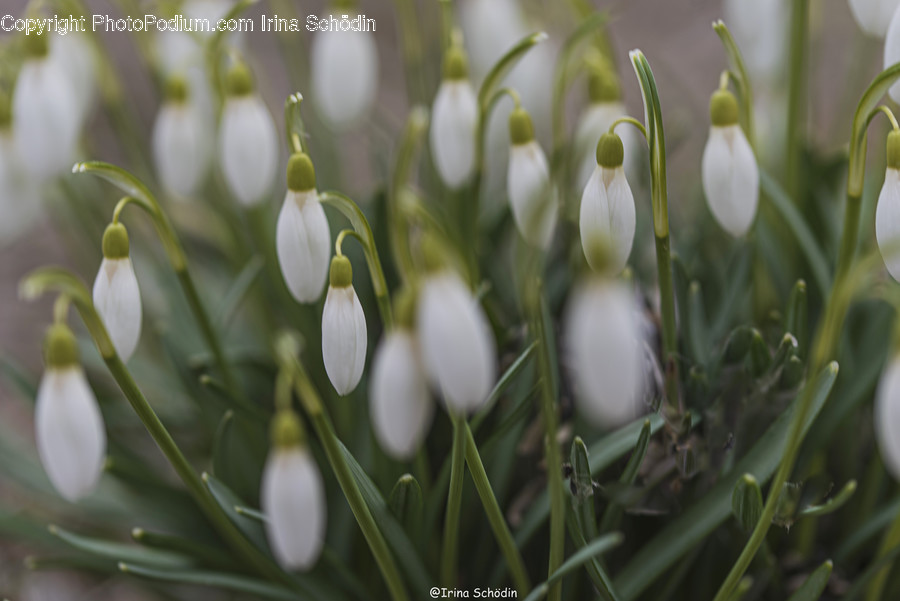 Plant, Amaryllidaceae, Flower, Blossom