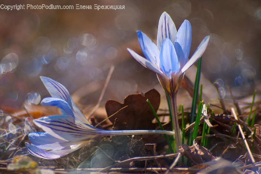 Plant, Flower, Blossom, Pond Lily, Lily