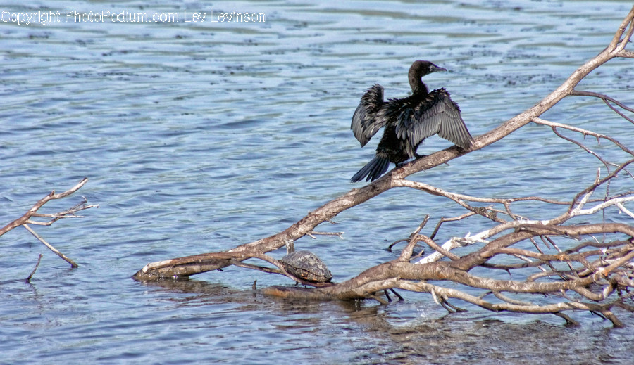 Waterfowl, Bird, Animal, Anhinga, Cormorant