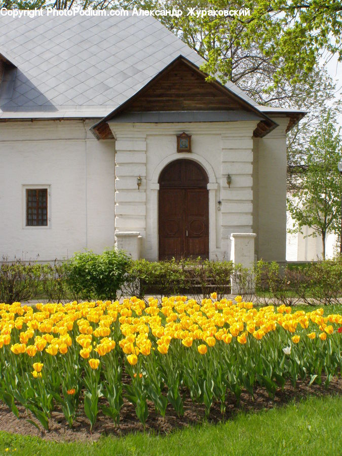 Arch, Building, House, Housing, Blossom, Flora, Flower