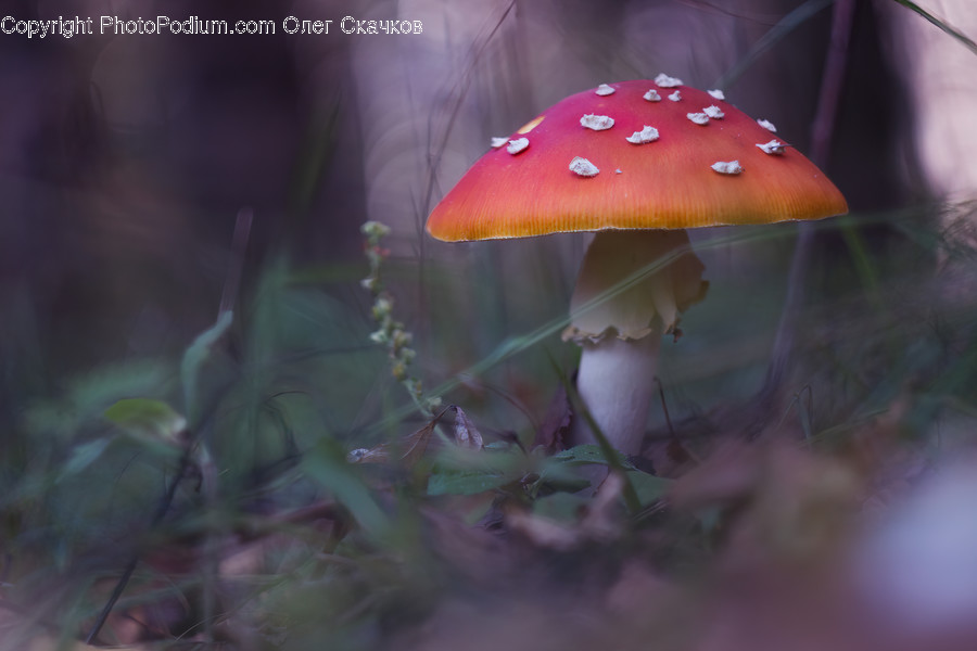 Fungus, Plant, Amanita, Agaric, Mushroom