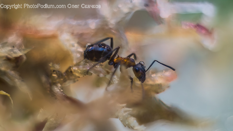 Animal, Invertebrate, Insect, Ant, Honey Bee
