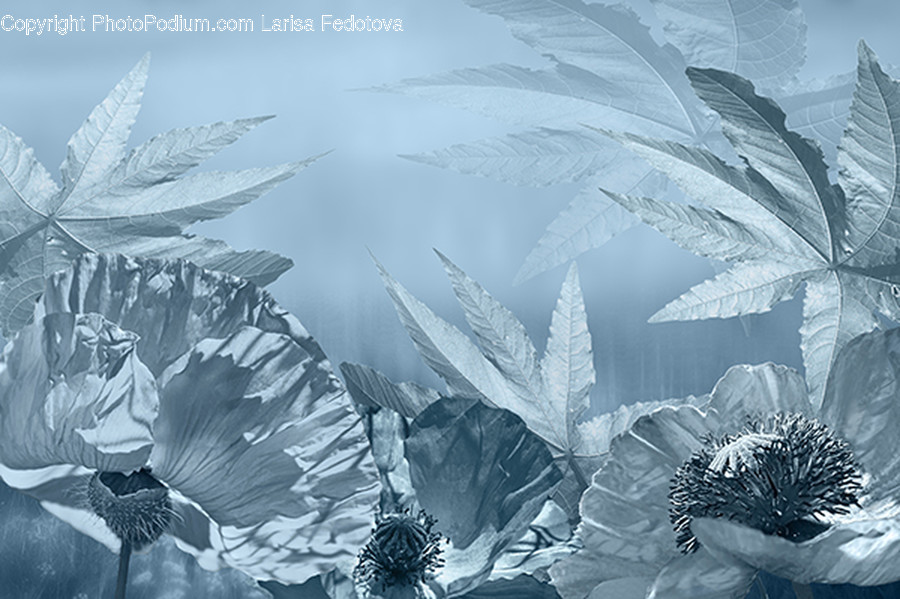 Plant, Leaf, Flower, Blossom, Iris