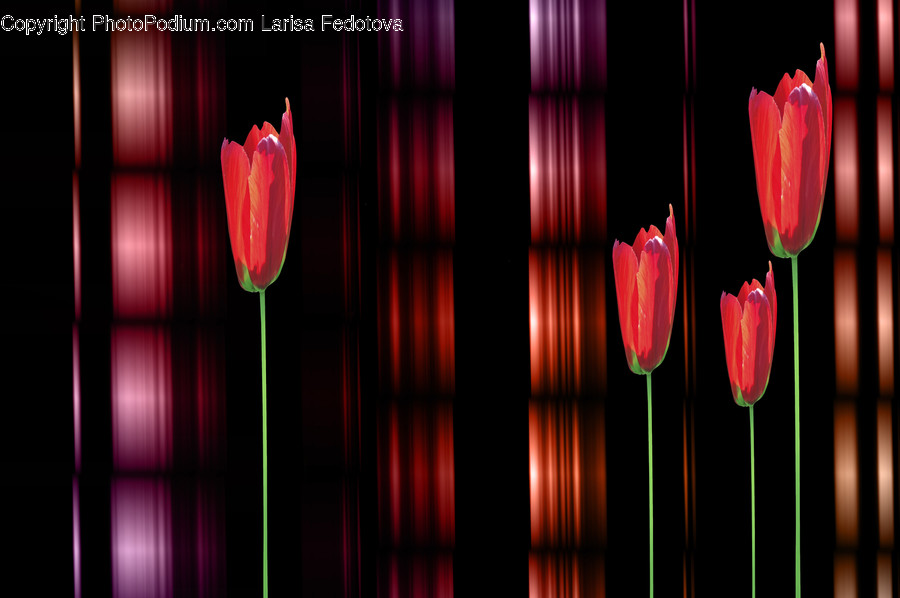 Plant, Tulip, Flower, Blossom