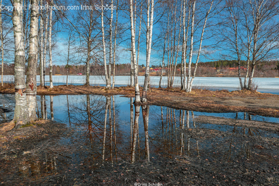 Tree, Plant, Water, Land, Nature