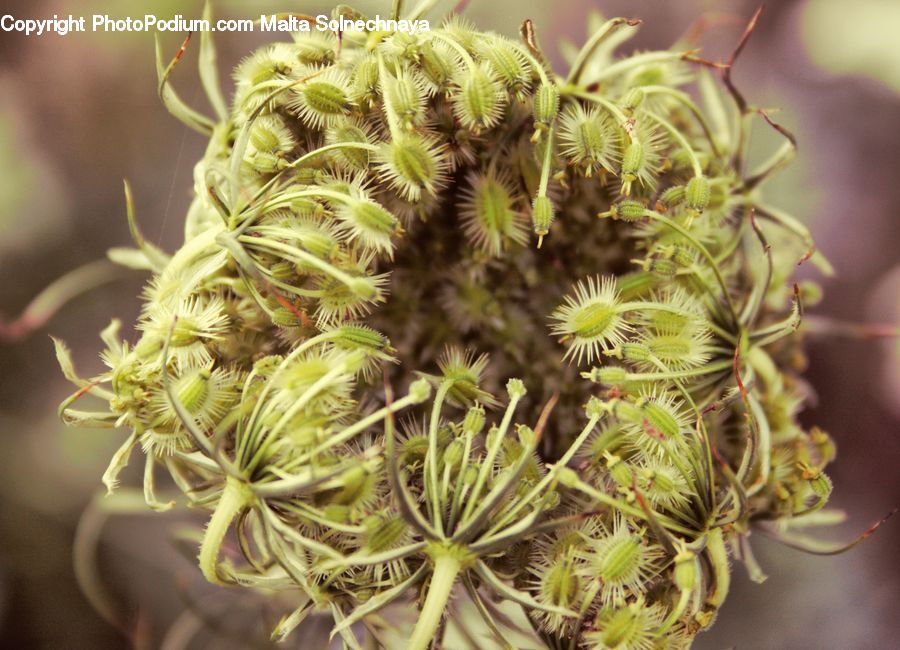 Dill, Plant, Apiaceae, Blossom, Asteraceae, Flora, Flower