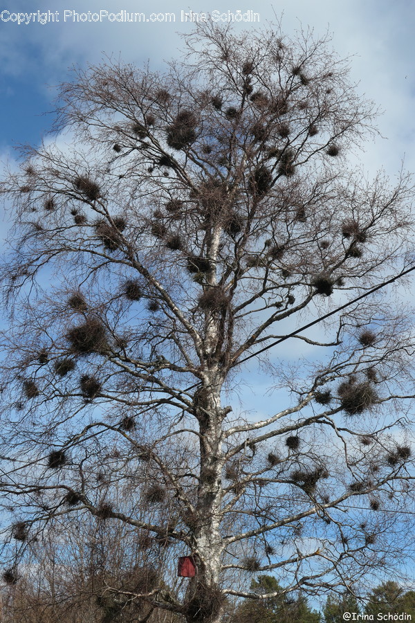 Tree, Plant, Tree Trunk, Fir, Abies