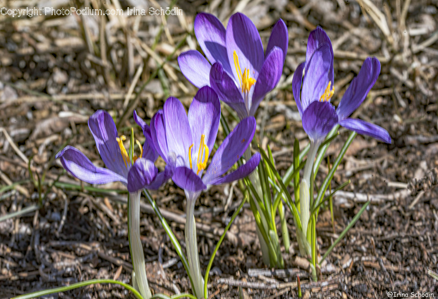 Plant, Flower, Blossom, Crocus, Petal