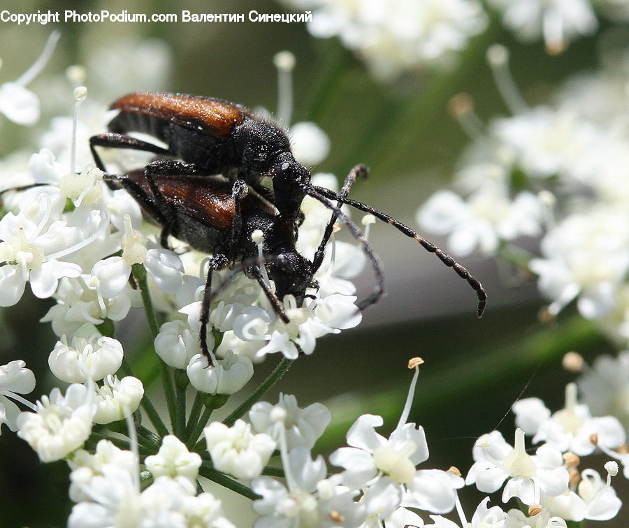 Bee, Insect, Invertebrate, Blossom, Flora, Flower, Plant