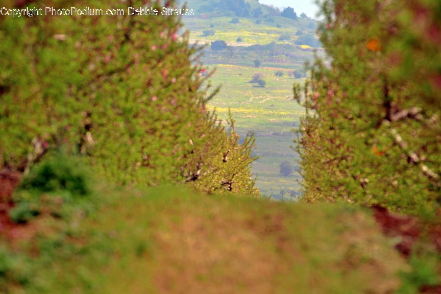 Tree, Plant, Fir, Abies, Conifer